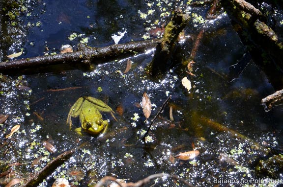 riverdale-farm-fazenda-toronto-24