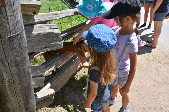 riverdale-farm-fazenda-toronto-37