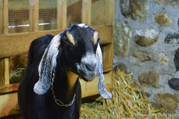 riverdale-farm-fazenda-toronto-8