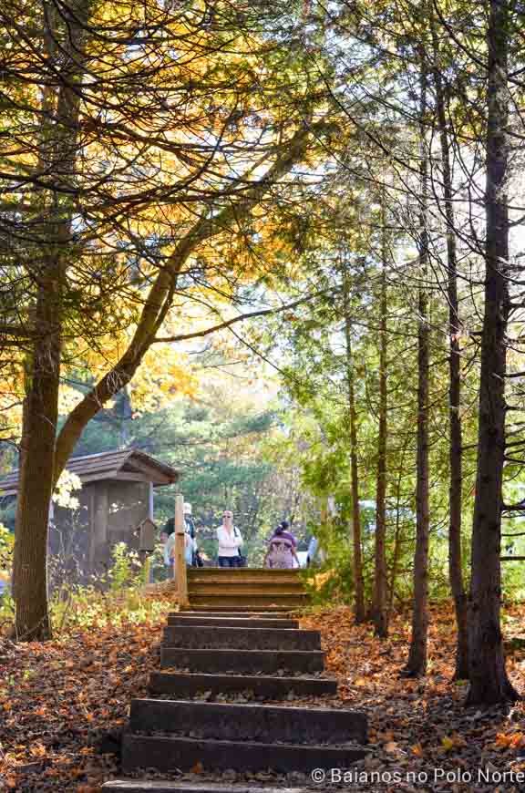 belfountain-conservation-area-14