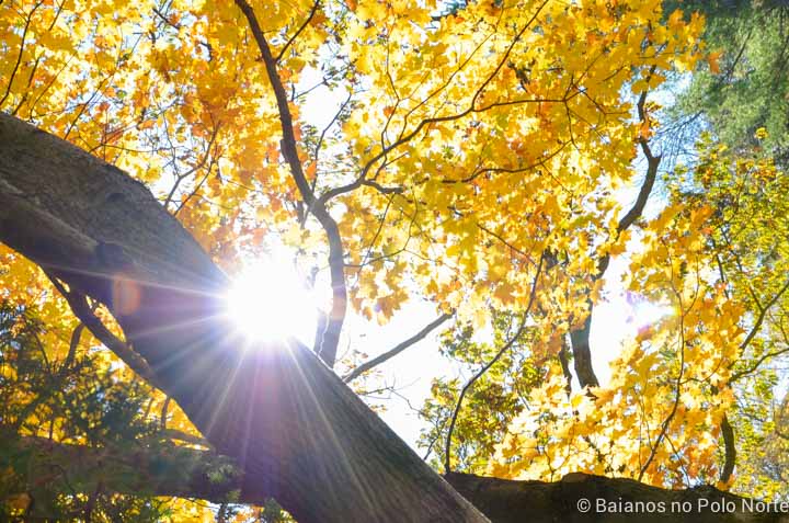 belfountain-conservation-area-16