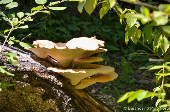 forks-of-the-credit-provincial-park-10