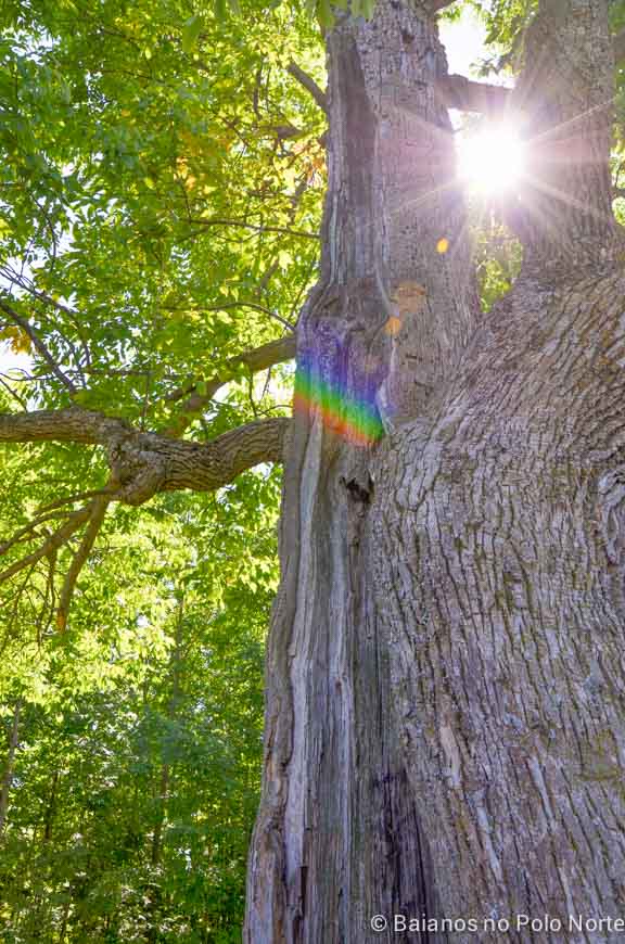 forks-of-the-credit-provincial-park-6