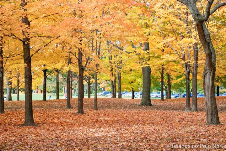 programas-outono-toronto-2