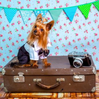 Como viajar com pets para o Canadá