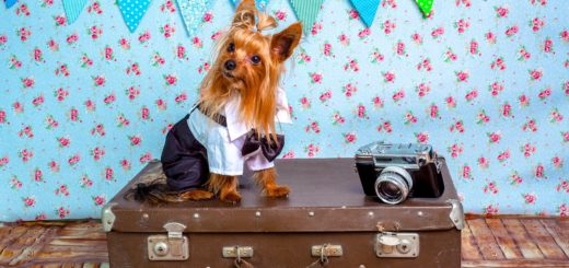 Como viajar com pets para o Canadá