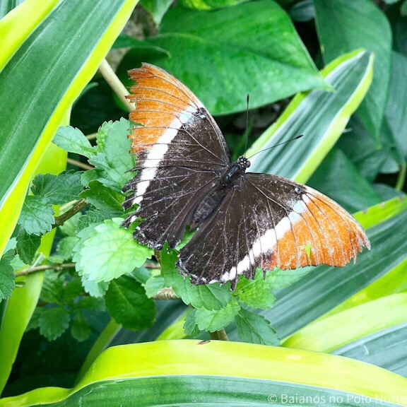Butterfly Conservatory