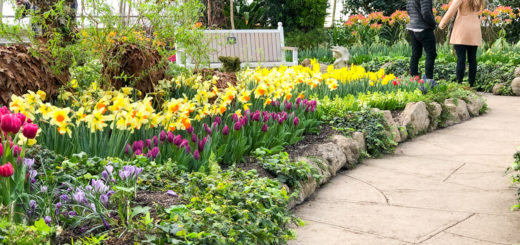 Centennial park conservatory