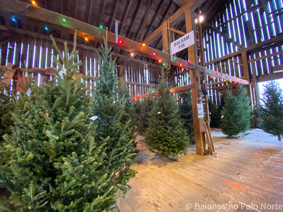 Árvore de Natal Clembrook