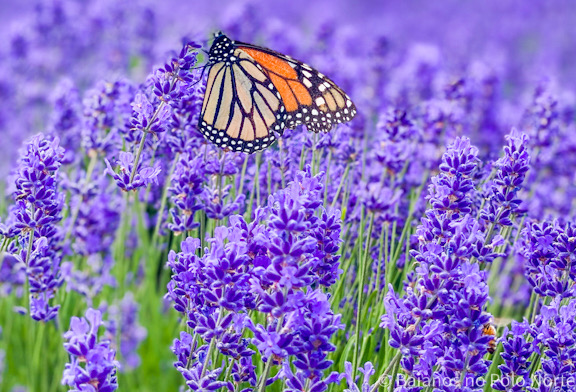 Purple Hill Lavender
