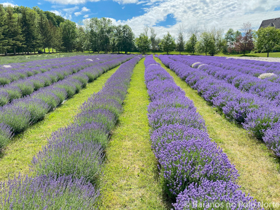 Purple Hill Lavender