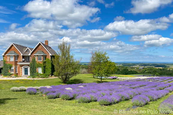 Purple Hill Lavender