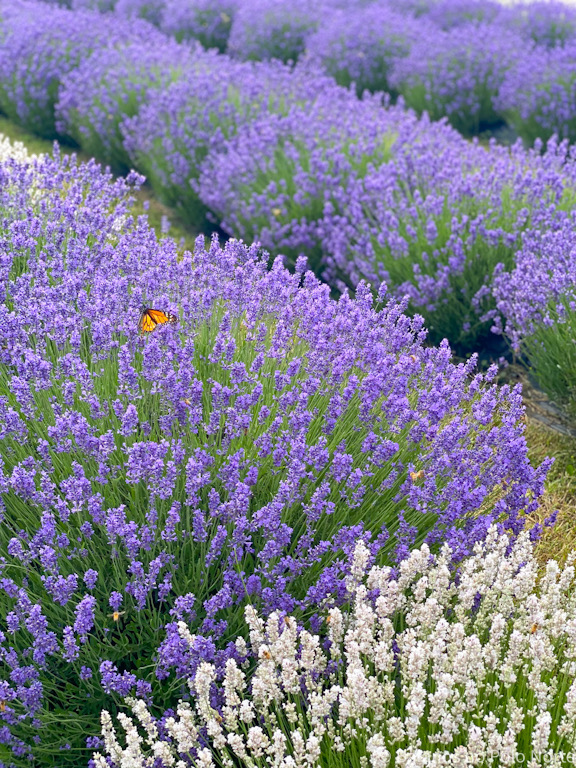Purple Hill Lavender