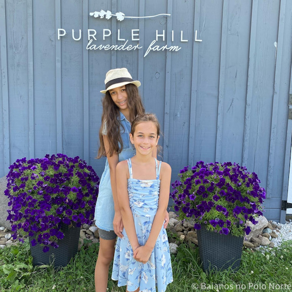 Purple Hill Lavender